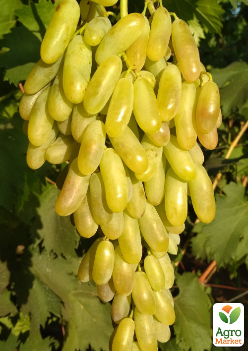 

Виноград кишмиш Супер Сонака (сладкий мускат без косточки селекции США)