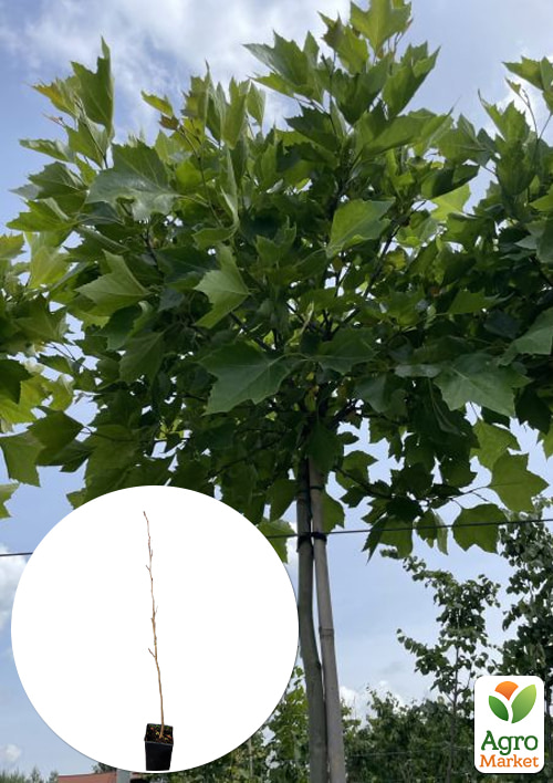 

Платан кленолистий (Platanus x hispanica Acerifolia), С2 висота 70-90см