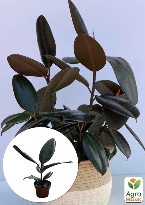 

Фікус Еластика Abidjan висота 30-40см