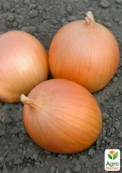 

Голландский лук-севок 0.5кг (арбажейка) поздний, желтый Сеттон