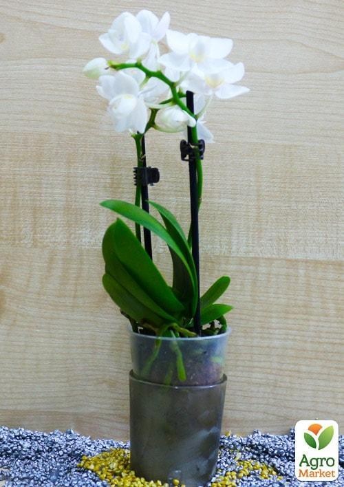 Орхидея Super Mini (Phalaenopsis) "White" 1 саженец в упаковке (комнатный) Нидерланды