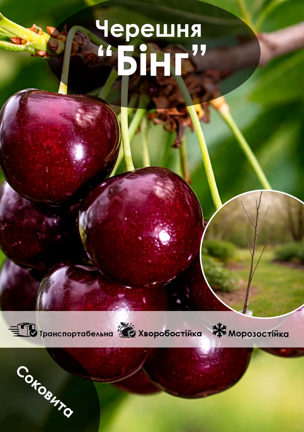 

Ексклюзив! Черешня великоплідна Бінг (Bing) (літній сорт, середній термін дозрівання)