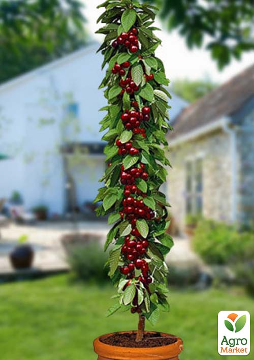 

Черешня Колоновидна Яхім (Jachim)