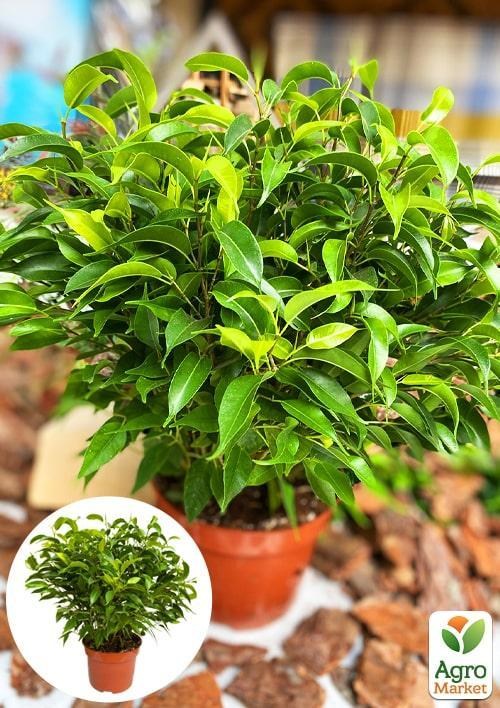 

Фикус Бенджамина (Ficus) Benjamin