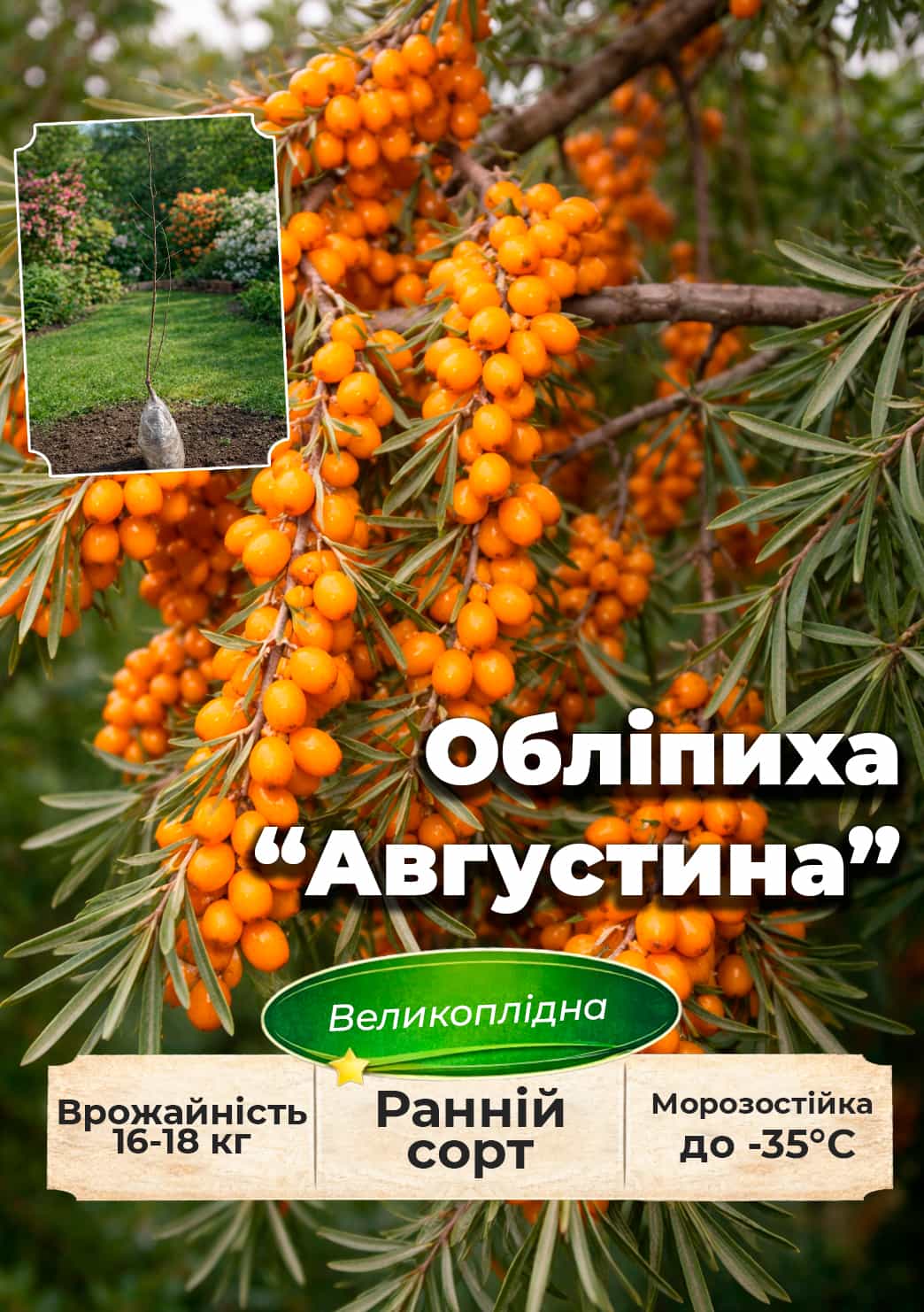 

Эксклюзив! Облепиха Августина(женская) (ранний срок созревания, высокоурожайный и крупноплодный сорт)