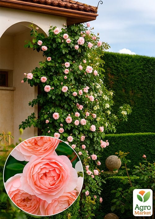 

Троянда плетиста Дженероуз Гарденер (Generous Gardener) (саджанець класу АА+) вищий сорт