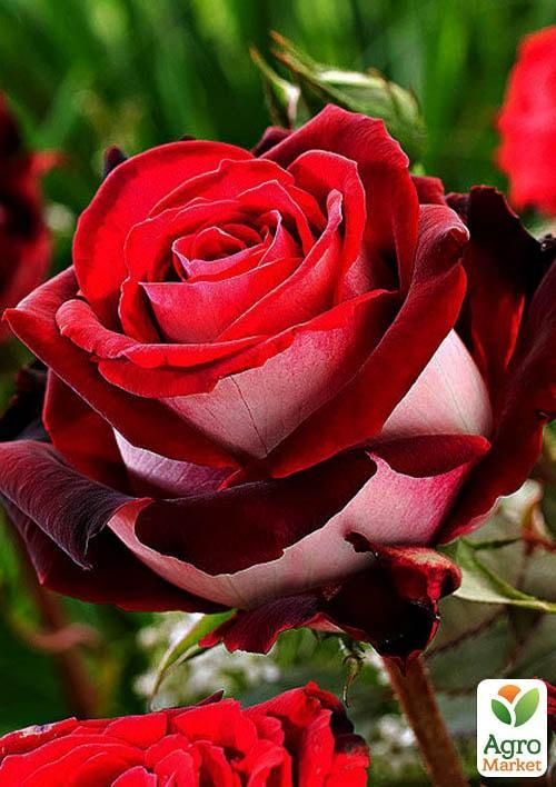 

Троянда чайно-гібридна Люксор (саджанець класу АА +) вищий сорт