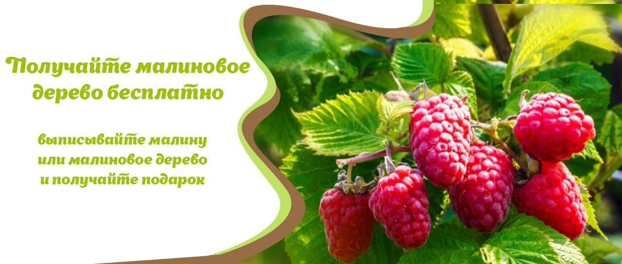 Акция! Малиновое дерево в подарок Акция! Малиновое дерево в подарок