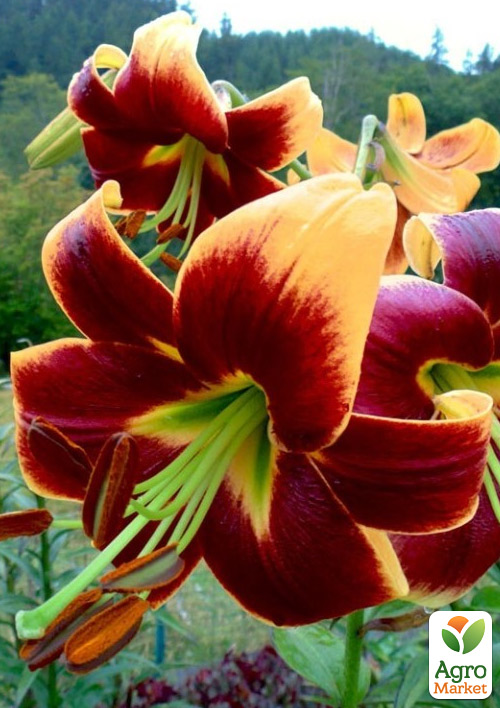 

Лілія Red Morning (Гігантська квітка)