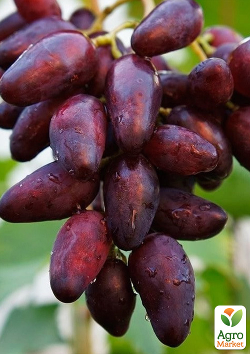 

Виноград Журавчик Вишневый (сверхранний, крупный, сладкий)