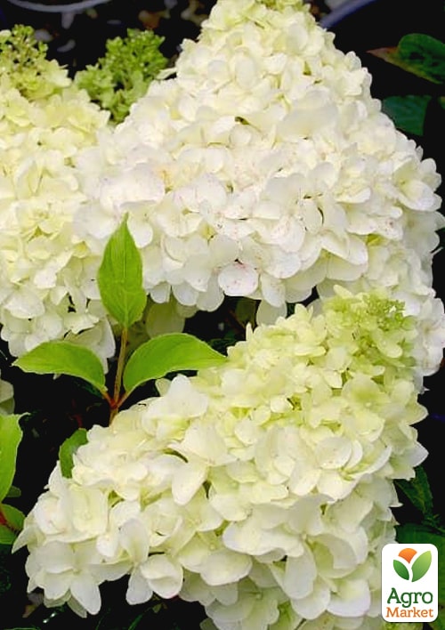 

Гортензия метельчатая Dentelle de Gorron (контейнер P9)