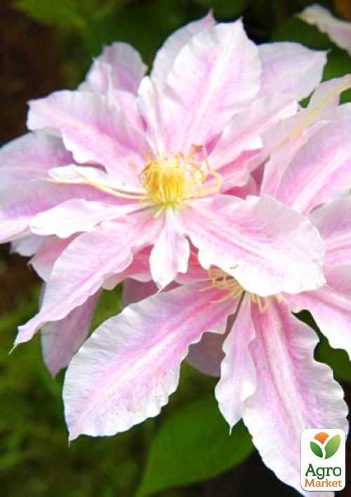 

Клематис Princesse Alexandra (повторноквітучий сорт)