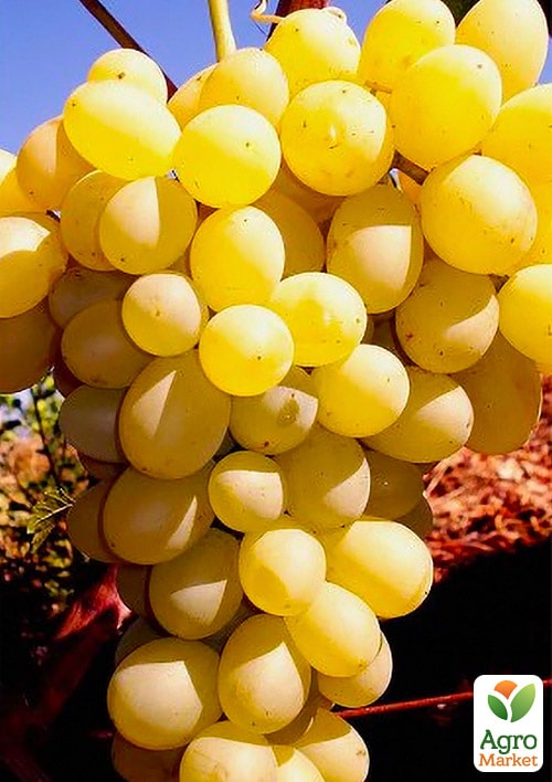 

Виноград Володар (кишмиш сверхраннего срока созревания)