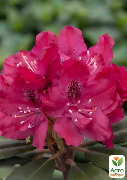 

Рододендрон гібридний Zygmunt III Waza