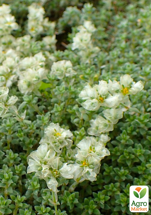 

Пароніхія подушкоподібна (рідкісна, повзуча вічнозелена багаторічна рослина)