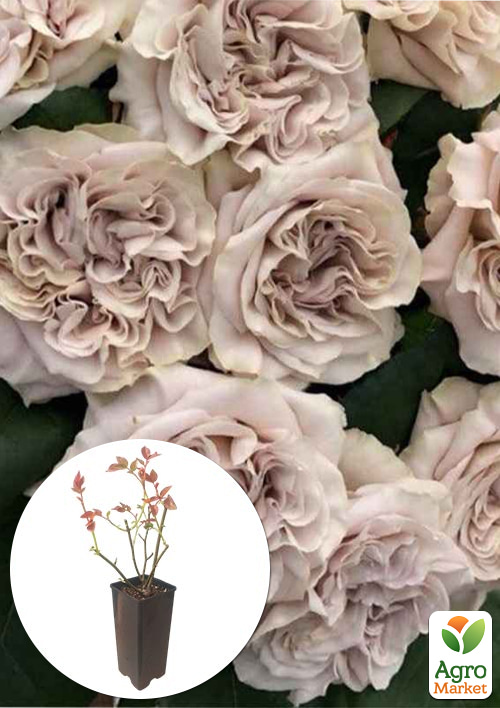 

Троянда чайно-гібридна Westminster Abbey у контейнері, вищий сорт