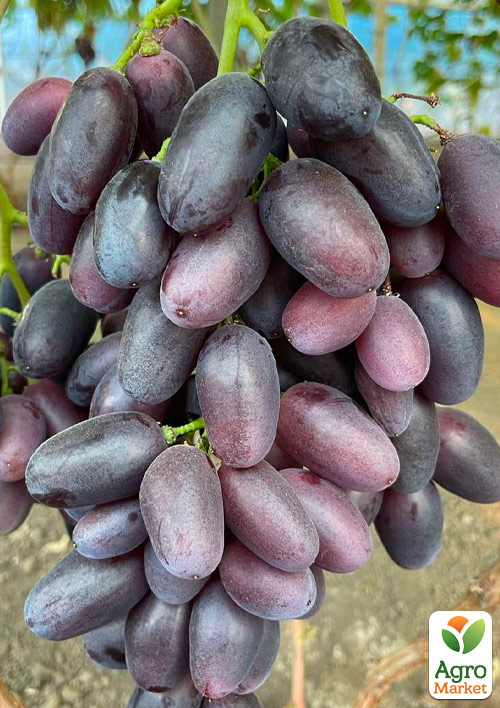 

Виноград Рембо (дуже ранній термін дозрівання, великий, солодкий)