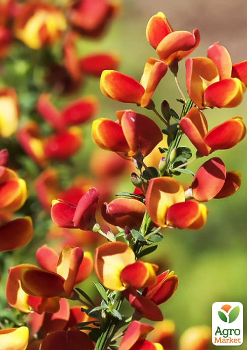 

Рокитник 3-х річний Killiney Red вазон С4