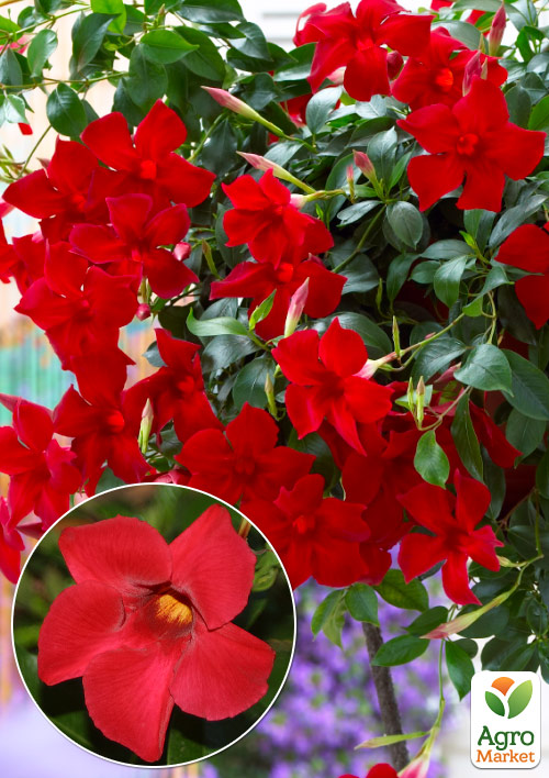 

Дипладенія (Mandevilla) Jasper Velvet Red (квітуча ліана)