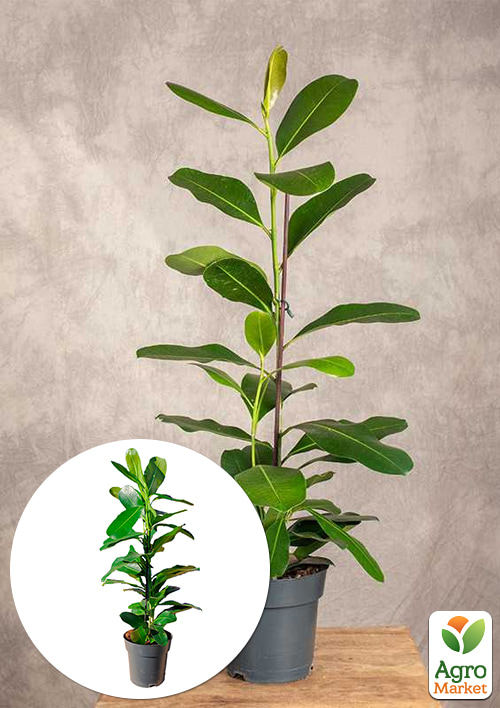 

LMTD Фікус Мікрокарпа Smile (висота 60-80см)