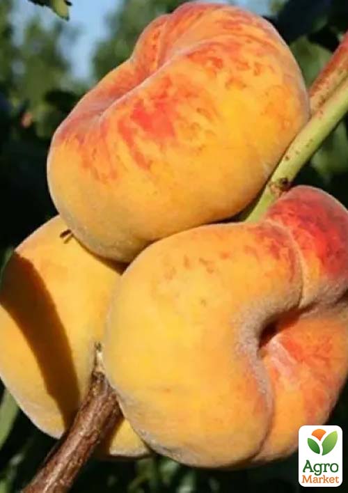 

Инжирный персик Свит Багел (Sweet Bagel) (летний сорт, поздний срок созревания)