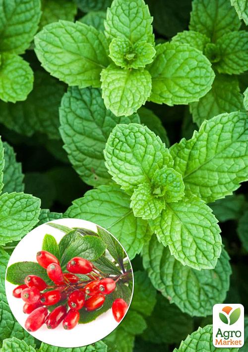 

М'ята Барбарисова Якима (Mentha spicata Yakima)