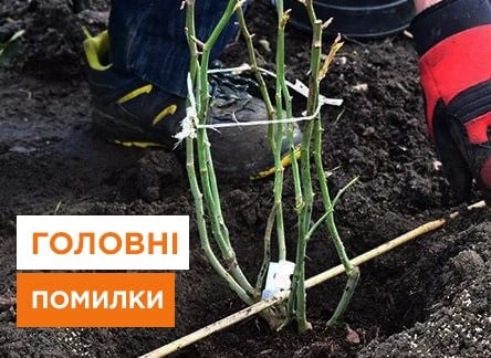 Як уникнути помилок при посадці троянд восени - корисні статті про садівництво від Agro-Market