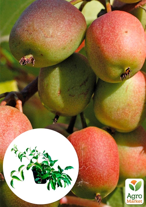 

Актинідія 2-х річна аргута Женева (міні-ківі, морозостійкий сорт) вазон С2, висота 45-85см