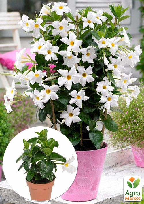 

Дипладенія (Mandevilla) Snow White (квітуча ліана)