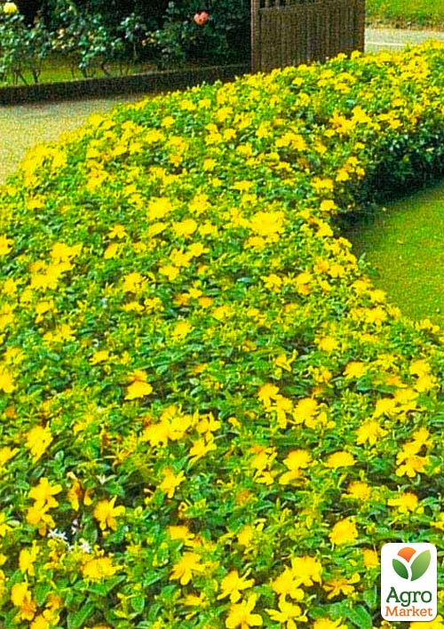 

Звіробій чашечковидний (Hypericum calycinum)