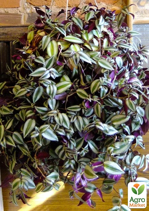 

Традесканція ампельна «Pink Joy»