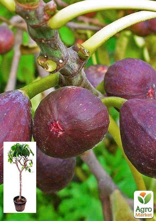 

LMTD Інжир 10-річний щеплений Carica (висота 150-180см)