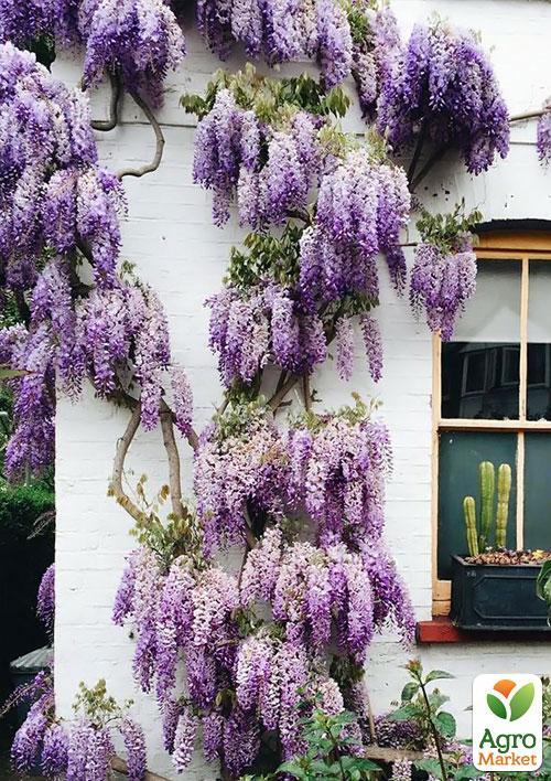 

Гліцинія бузкова Модний дім