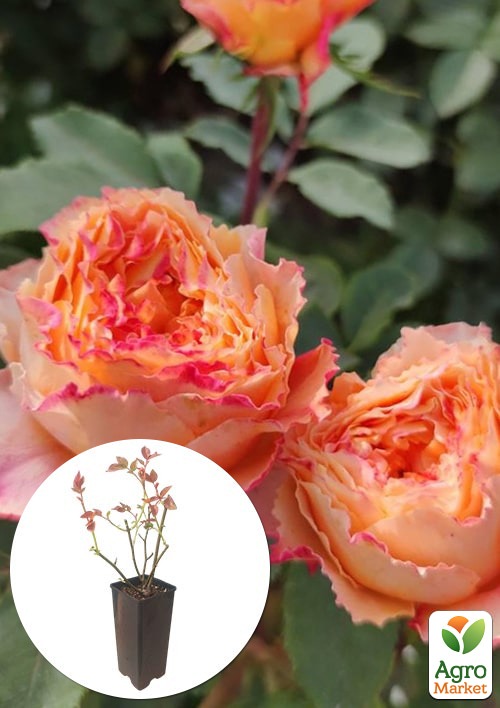 

Троянда чайно-гібридна Каралуна у контейнері, вищий сорт