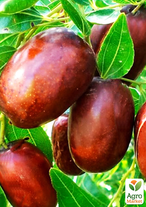 

Зізіфус (унабі) Сініт (ранній термін дозрівання, високоврожайний сорт) вазон Р9, висота 10-15см