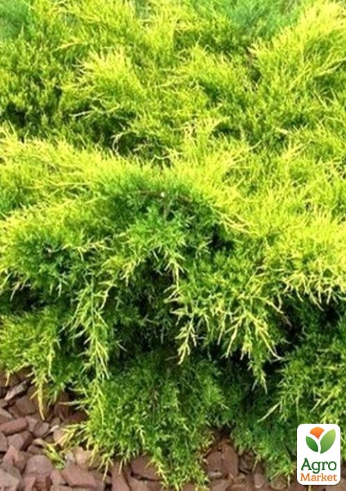 

Ялівець середній Mordigan Gold (контейнер Р9, висота 10-12 см)