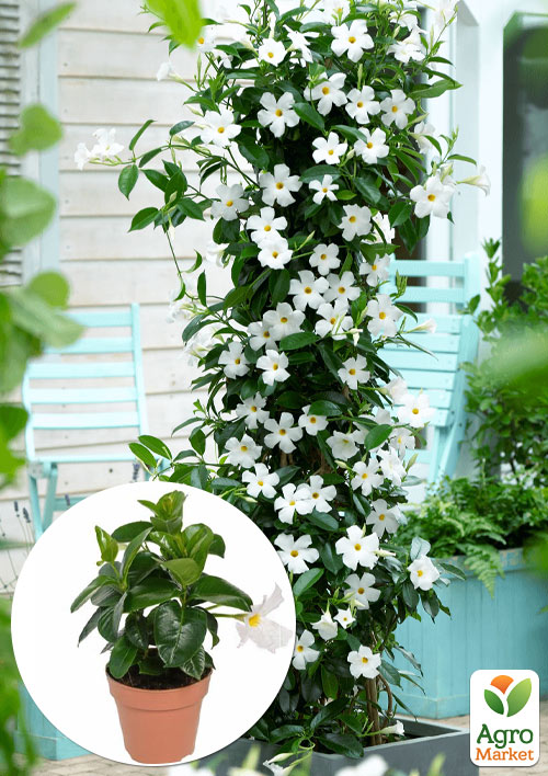 

Диплодія (Mandevilla) Rio White (квітуча ліана)