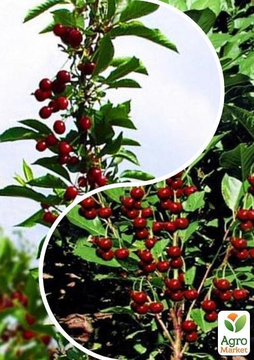 

Вишня колоновидная, комплект из 2-х сортов Пьяная вишня (Drunk cherry) 2шт саженцев