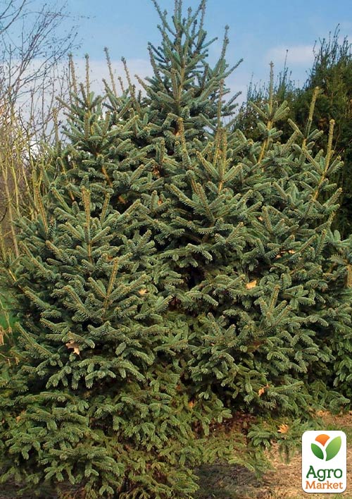 

Ялина Цихнайська товстоголкова Picea Crassifolia (горщик P9)