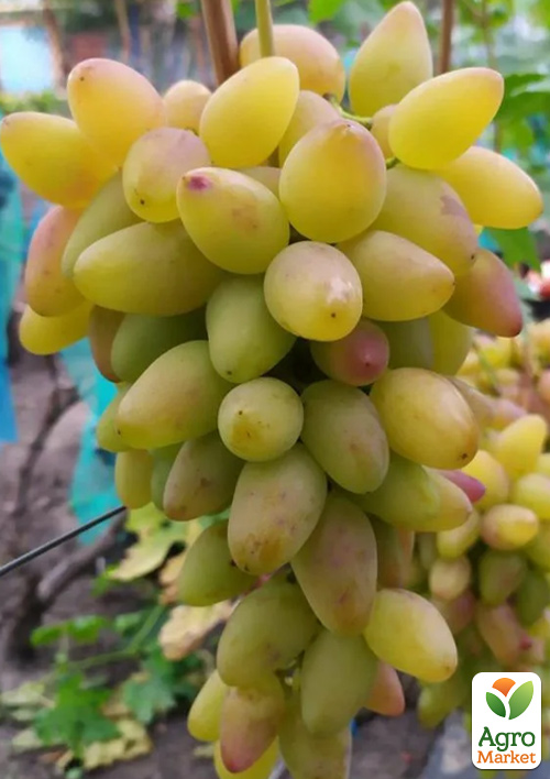 

Виноград Артек (ранний, крупный, сладкий)