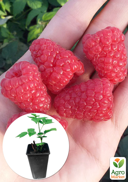 

Малина (In vitro) Regina укорененная в контейнере (ремонтантная, крупноягодная, высокоурожайная)