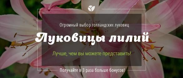 Только 10 дней мы даем в 3 раза больше бонусов на превосходные лилии! Только 10 дней мы даем в 3 раза больше бонусов на превосходные лилии!
