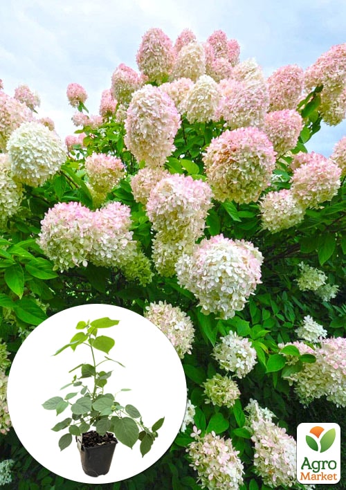 

Гортензия 3-х летка метельчатая Grandiflora