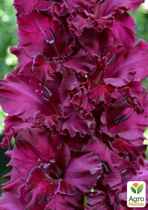 

Гладіолус Mighty Joe Frizzle 3шт