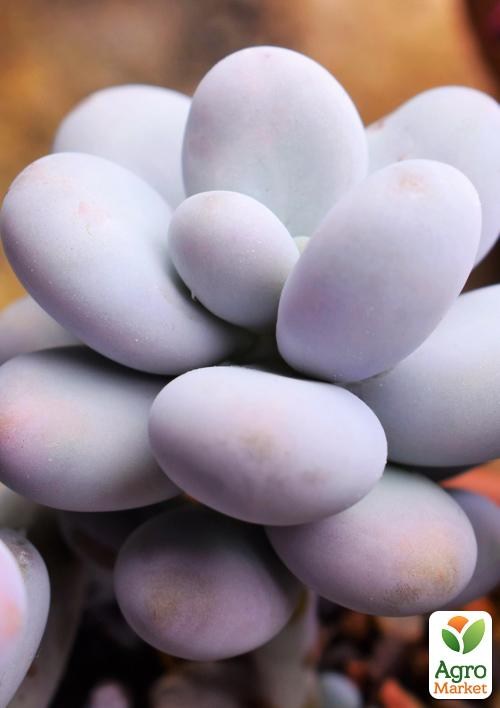 

Суккулент Пахифитум Pachyphytum Oviferum