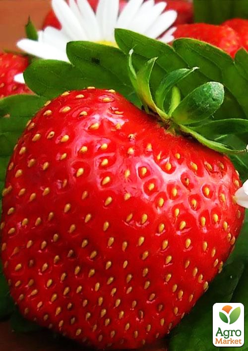 

Клубника Королева Елизавета 5шт (ремонтантный сорт, ранний срок созревания)