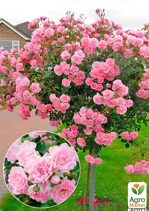 

Роза штамбовая мелкоцветковая The Fairy (саженец класса АА+) высший сорт
