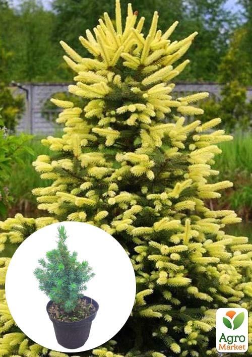 

Ель колючая "Maigold" вазон С1,5 высота 15-20см