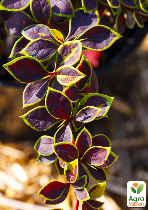 

Барбарис Тунберга Coronita