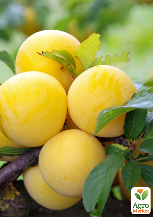 

Слива Біла медова (літній сорт, ранній термін дозрівання)